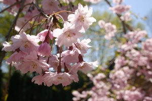 Cherry-blossoms